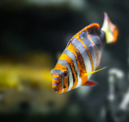 National Aquarium: Dive into the Wonders of Marine Life in Baltimore