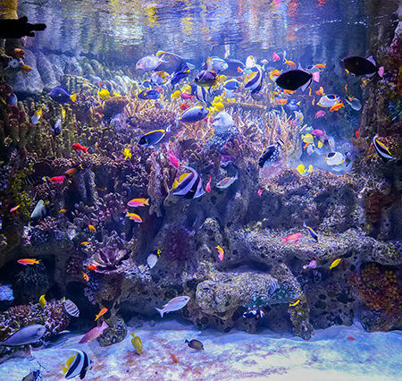 New England Aquarium: A Marine Wonderland in Boston