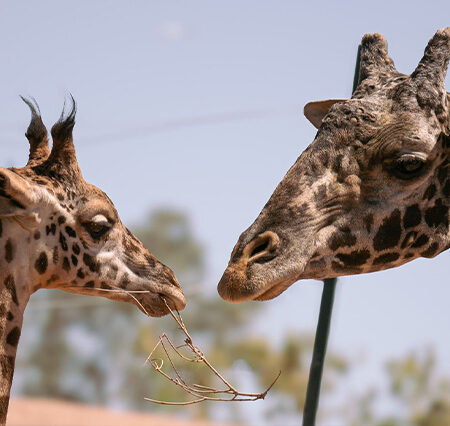 Phoenix Zoo: A Family-Friendly Adventure in the Desert