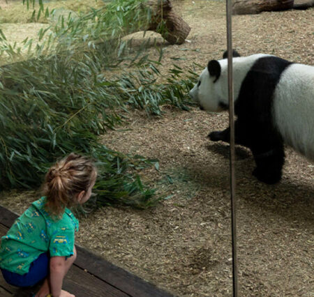 Zoo Atlanta: A Wild Adventure in the Heart of the City