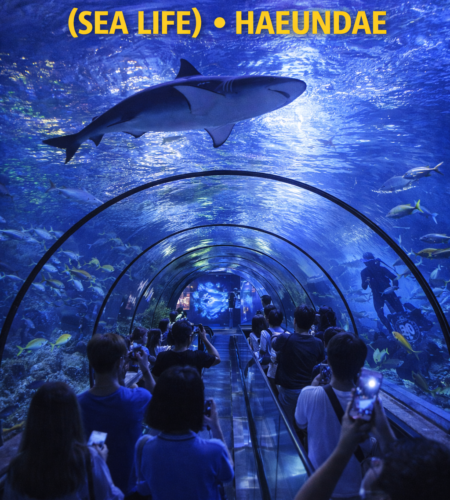 Busan Aquarium: how to visit SEA LIFE Busan Aquarium at Haeundae Beach