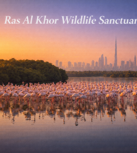 Ras Al Khor Wildlife Sanctuary: Flamingos, Bird Hides, Opening Hours & How to Visit